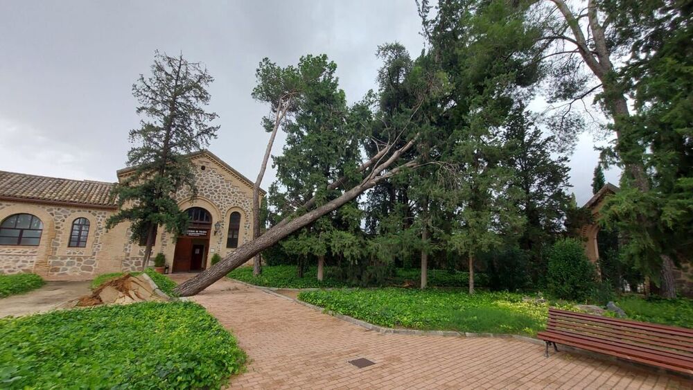 El viento arrancó de cuajo un gran árbol en el cementerio y obligó a cerrarlo. 