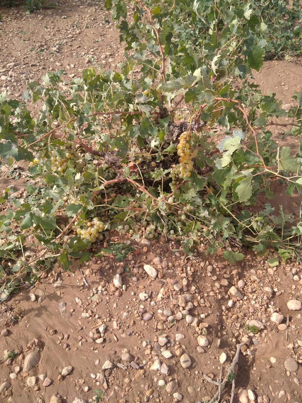 Lluvia y granizo arrasan los campos de La Mancha y los Montes