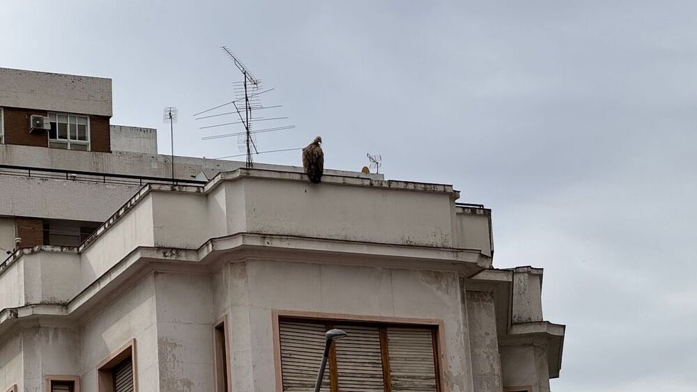 Rescatan a una cría de buitre en plena avenida de Toledo