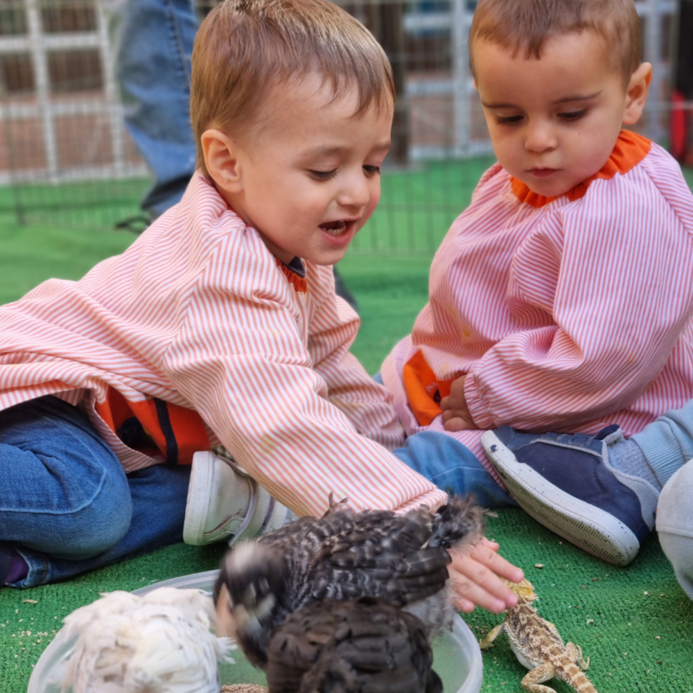 Los animales 'se cuelan' en las aulas de un colegio del Casco