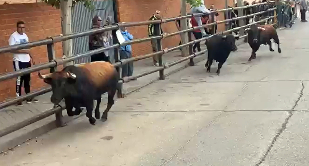 Captura de imagen de las reses que han participado en el encierro de Pantoja.