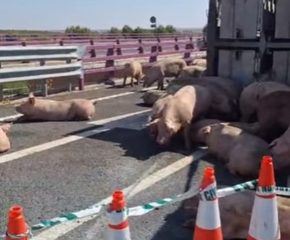 Guardia Civil recoge los cerdos escapados en un accidente