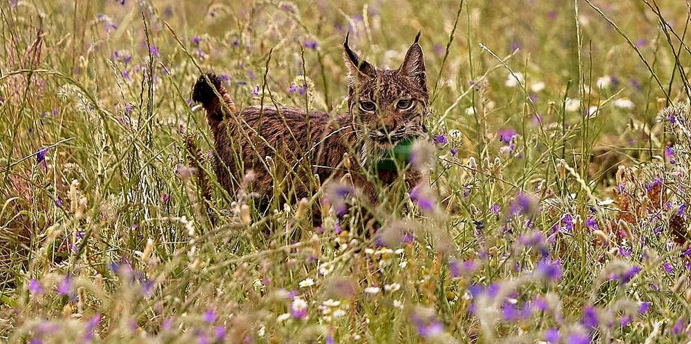 Liberan a los dos primeros linces reintroducidos en La Jara