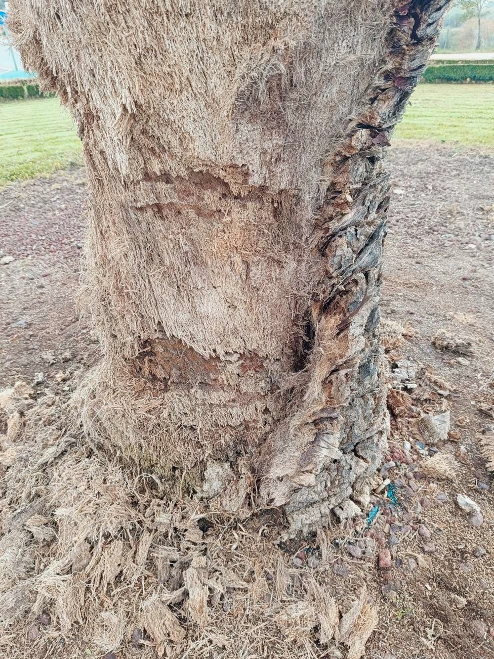 Talan una palmera y seis cipreses de Avd. Madrid por plagas