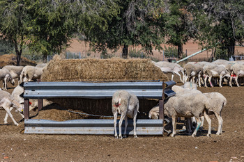 El campo regional recibirá desde el lunes 300 M€ de la PAC