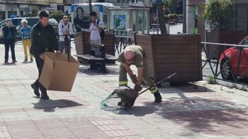 Agentes medioambientales rescatan al buitre ya a pie de calle