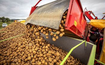 El campo culpa a los intermediarios por el precio de la patata