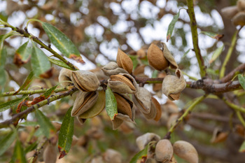 Problemas con la almendra, del 'boom' a la caída de precios