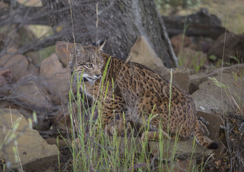 La presencia de linces le viene bien a los cotos cinegéticos