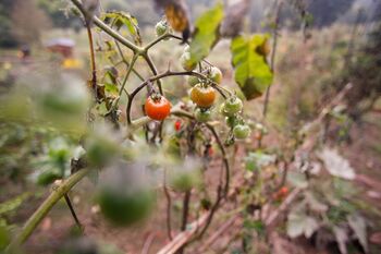 Los tomates y melones del Sáhara Occidental deben citar su ori