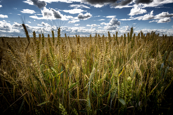 Cooperativas prevé 3,4 millones de toneladas de cereal en CLM