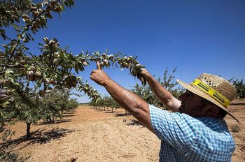 La campaña de la almendra dará 34.500 toneladas en la región