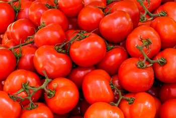 La UE importa un 6,8 % menos de tomate marroquí esta campaña