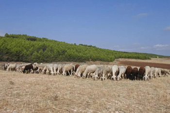 Confirmado un segundo foco de lengua azul ovina en Almadén