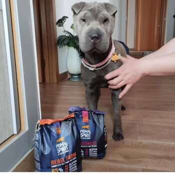 Ruth ofrece 1.200 euros por el paradero de su perra ‘Nala’
