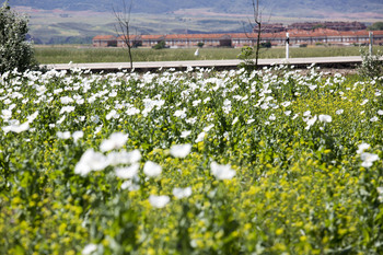 Vox pregunta por el aumento de 'turistas' de amapolas blancas