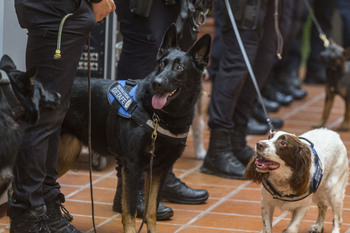 La Unidad Canina ha levantado 19 actas de droga hasta octubre