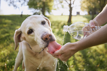 Interiores, sombras y agua para proteger del calor a mascotas