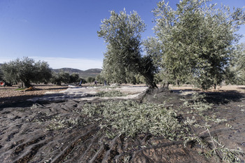 Talavera presentará el I Clúster Agroalimentario de la región